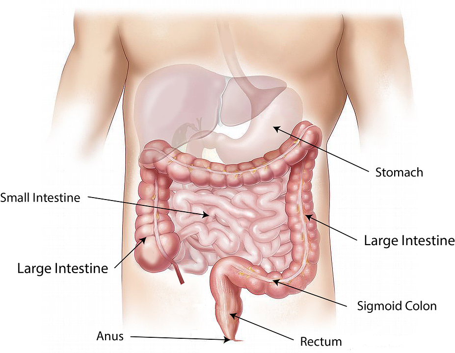 Human digestive system