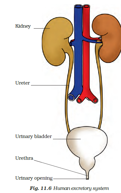 human excretory system