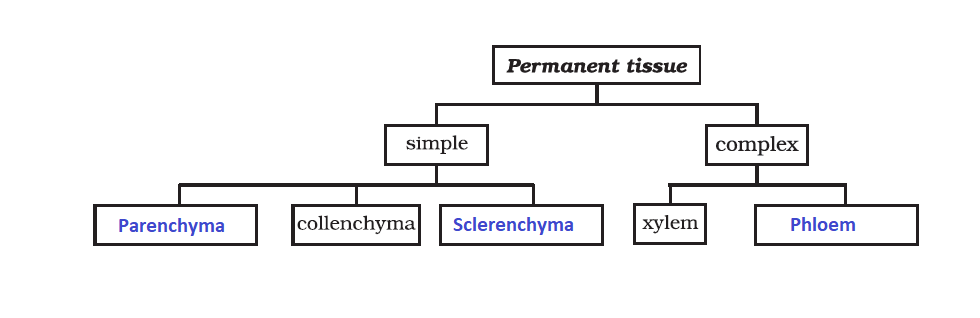 NCERT Solution for Class 9 Science Chapter 6 Question No 15